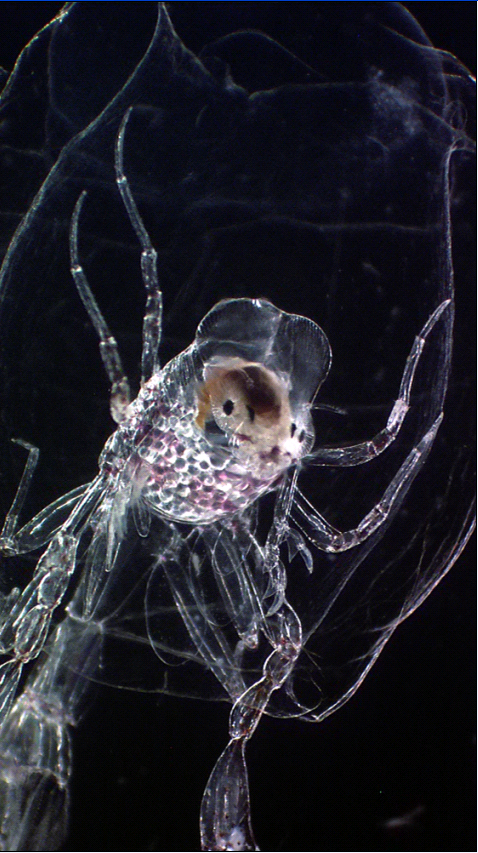 深海生物の世界 Kazuma37さんのブログ 14 09 21 みんかぶ 旧みんなの株式