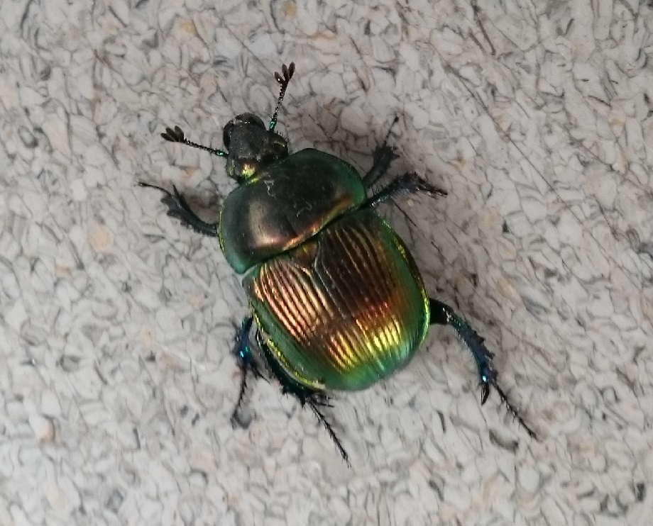 黄金虫 64bd01668.jpg